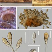 Attēlu rezultāti vaicājumam “Puccinia agrostidis”