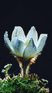 Attēlu rezultāti vaicājumam “Trichia alpina young”