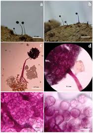 Attēlu rezultāti vaicājumam “Oligonema favogineum sessile”