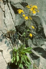Attēlu rezultāti vaicājumam “Hieracium murorum flower”