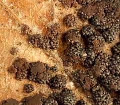 Attēlu rezultāti vaicājumam “Licea pygmaea spores”