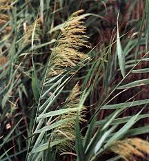 Attēlu rezultāti vaicājumam “Phragmites communis”