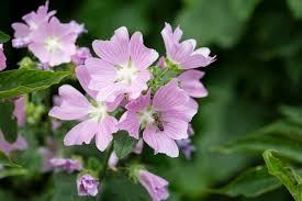Image result for Malva sylvestris