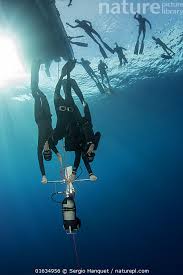 Image result for Canary Divers