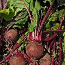 Image result for Beta vulgaris
