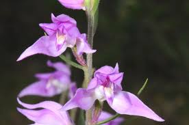 Attēlu rezultāti vaicājumam “Cephalanthera rubra flower”