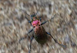 Attēlu rezultāti vaicājumam “Carabidae”
