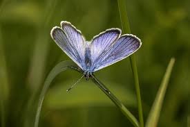 Attēlu rezultāti vaicājumam “Cyaniris semiargus underside”