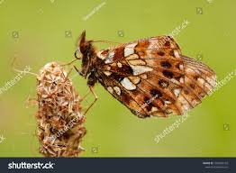 Attēlu rezultāti vaicājumam “Clossiana euphrosyne”