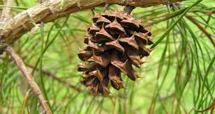 Attēlu rezultāti vaicājumam “Pinus ponderosa fruit”