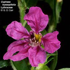 Attēlu rezultāti vaicājumam “Lythraceae”