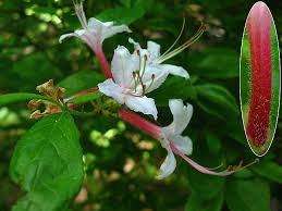 Attēlu rezultāti vaicājumam “Rhododendron periclymenoides”