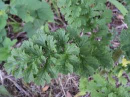 Attēlu rezultāti vaicājumam “Senecio vernalis leaf”