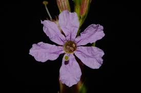 Attēlu rezultāti vaicājumam “Lythraceae”