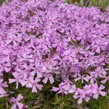 Image result for Silene schafta