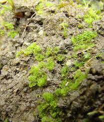 Attēlu rezultāti vaicājumam “Fossombronia wondraczekii”