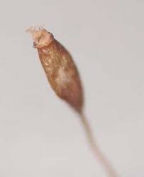 Attēlu rezultāti vaicājumam “Tortula truncata sporophyte”