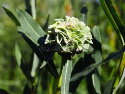 Attēlu rezultāti vaicājumam “Rhabdophaga rosaria”