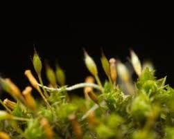 Attēlu rezultāti vaicājumam “Ulota crispa sporophyte”