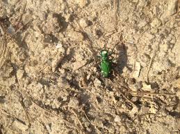 Attēlu rezultāti vaicājumam “Comatricha pulchella stalked”