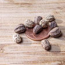 Attēlu rezultāti vaicājumam “Tropaeolum majus fruit”