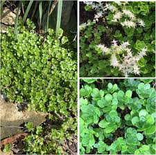 Attēlu rezultāti vaicājumam “Sedum pallidum bud”