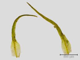 Attēlu rezultāti vaicājumam “Seligeria donniana”