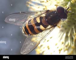 Attēlu rezultāti vaicājumam “Syrphus torvus”