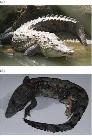 Image result for Crocodylus acutus