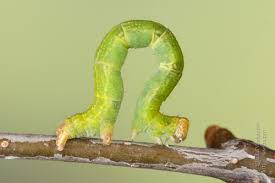 Attēlu rezultāti vaicājumam “Cyclophora albipunctata”