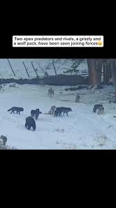 Image result for Clyde Valley Predators