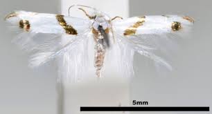 Attēlu rezultāti vaicājumam “Lyonetiidae”