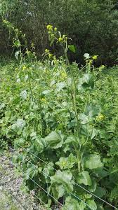 Attēlu rezultāti vaicājumam “Sinapis arvensis flower”