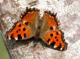 Attēlu rezultāti vaicājumam “Nymphalis polychloros”