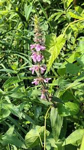 Attēlu rezultāti vaicājumam “Stachys palustris leaf”