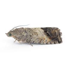 Attēlu rezultāti vaicājumam “Cydia splendana”