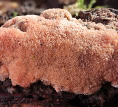 Attēlu rezultāti vaicājumam “Stemonitopsis typhina var. similis”