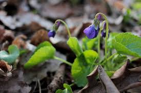 Attēlu rezultāti vaicājumam “Viola reichenbachiana flower”