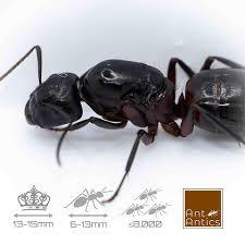 Attēlu rezultāti vaicājumam “Camponotus herculeanus”