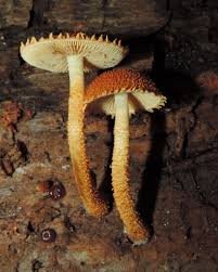 Attēlu rezultāti vaicājumam “Pholiota heteroclita”