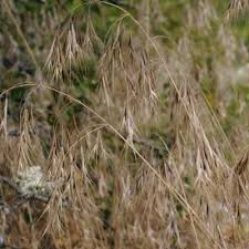 Attēlu rezultāti vaicājumam “Anisantha tectorum fruit”
