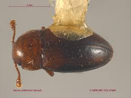 Attēlu rezultāti vaicājumam “Erotylidae”