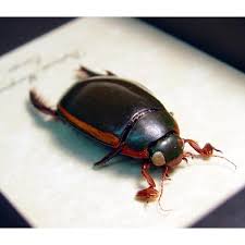 Attēlu rezultāti vaicājumam “Dytiscus marginalis”