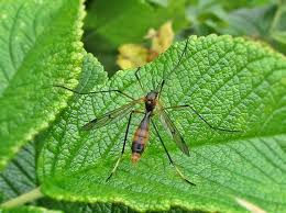 Attēlu rezultāti vaicājumam “Ptychoptera sp.”