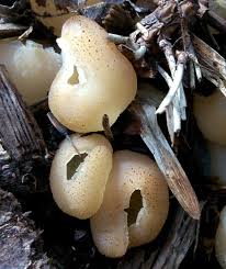 Attēlu rezultāti vaicājumam “Peziza vesiculosa”