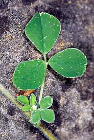 Attēlu rezultāti vaicājumam “Medicago lupulina leaf”