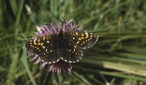 Attēlu rezultāti vaicājumam “Melitaea diamina upperside”