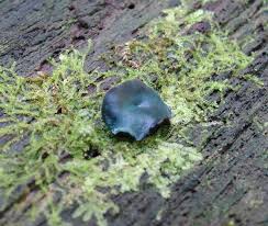 Attēlu rezultāti vaicājumam “Chlorencoelia versiformis”