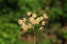 Attēlu rezultāti vaicājumam “Menispermum dauricum”