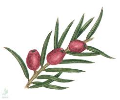 Attēlu rezultāti vaicājumam “Taxus baccata”